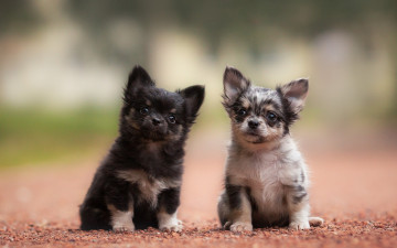 Картинка животные собаки парочка малыши щенки Чихуахуа