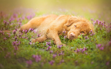 Картинка животные собаки взгляд луг собака морда цветки
