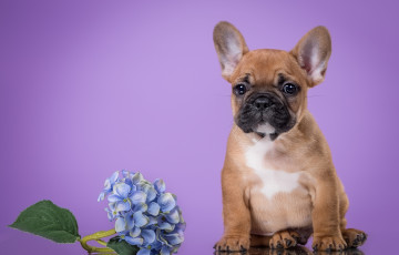 Картинка животные собаки щенок французский бульдог гортензия