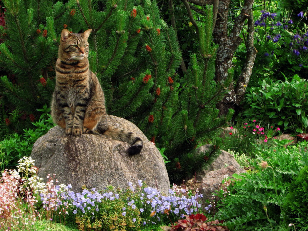 Обои картинки фото животные, коты, деревья, цветы, сад, растения, камень, кот