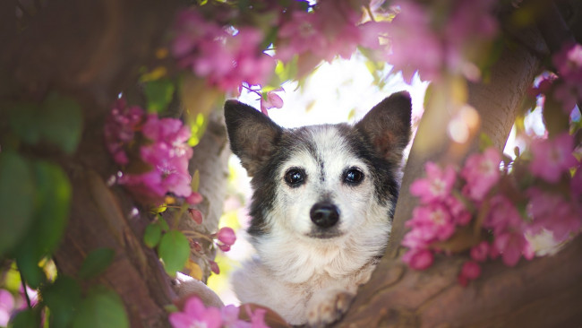 Обои картинки фото животные, собаки, цветки, дерево, взгляд, морда, собака