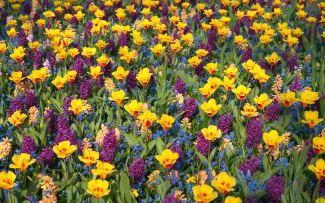 Обои картинки фото цветы, разные вместе, яркие, гиацинты, тюльпаны