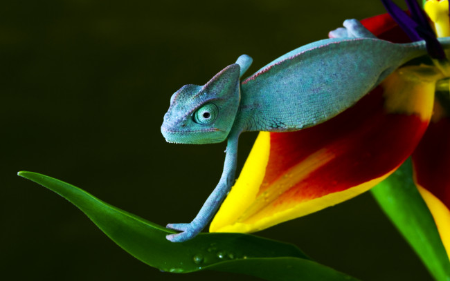 Обои картинки фото животные, хамелеоны, голубой, лист, хамелеон, цветок