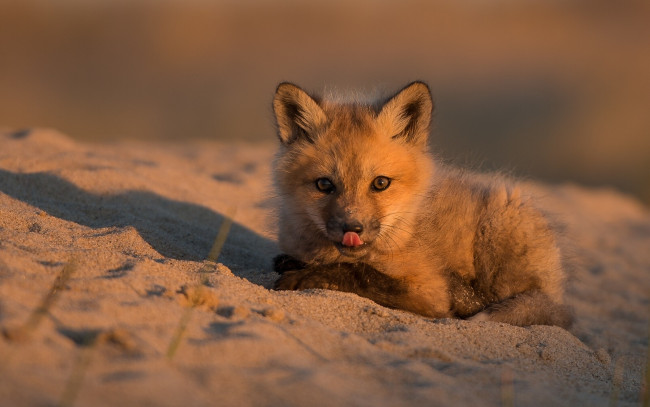 Обои картинки фото животные, лисы, песок, малыш, детёныш, лисёнок, лиса