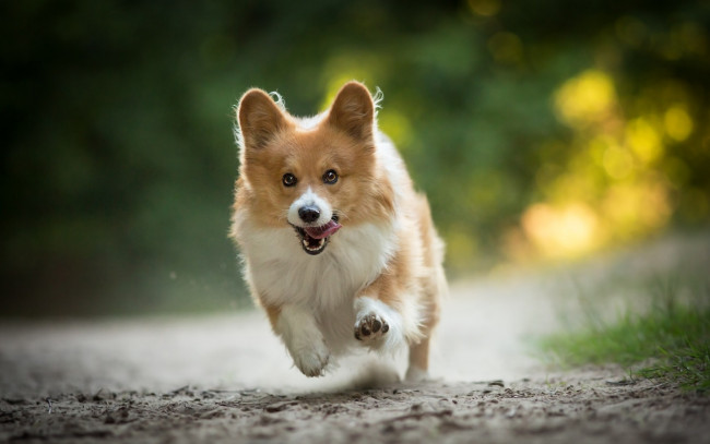 Обои картинки фото животные, собаки, настроение, радость, бег, прогулка, собака, вельш-корги
