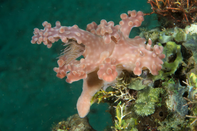 Обои картинки фото ceratosoma alleni, животные, морская фауна, ceratosoma, alleni, морской, слизень