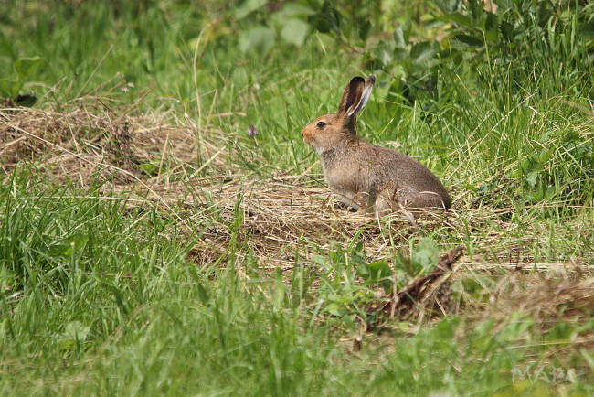 Обои картинки фото животные, кролики,  зайцы, трава, заец