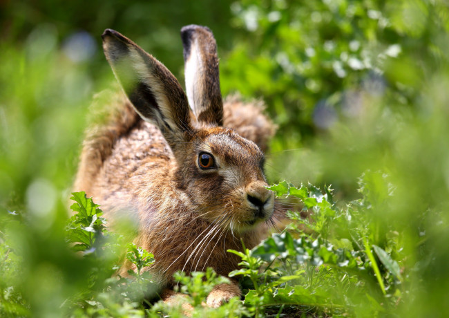 Обои картинки фото животные, кролики,  зайцы, заяц, фон, природа