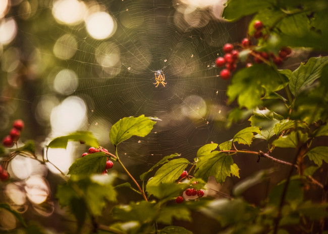Обои картинки фото животные, пауки, калина, ягода, август, лето, паутина, паук