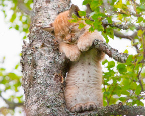 Картинка животные рыси дерево спящий рысёнок детёныш рысь на дереве котёнок сон малыш
