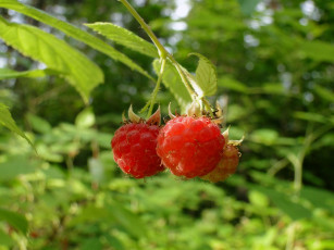 Картинка природа Ягоды флора ульяновская область растения ульяновской области чердаклинский район ягоды нагорное малина