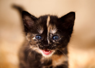 Картинка животные коты фон взгляд котёнок малыш мордочка