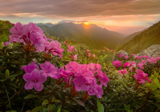 Картинка природа горы пейзаж рододендроны растения солнце закат