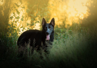 Картинка животные собаки собака трава