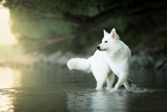 Картинка животные собаки вода собака боке