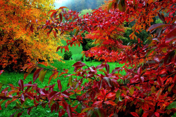 Картинка природа листья кусты осень