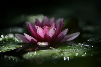 Картинка цветы лилии+водяные +нимфеи +кувшинки природа макро нимфея водяная лилия капли дождя боке