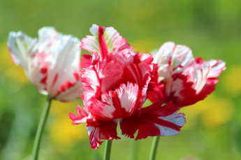 Картинка цветы тюльпаны много лепестки цветение разноцветные