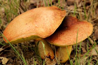 Картинка природа грибы дуэт