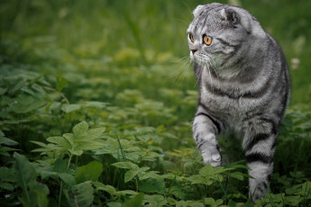 Картинка животные коты кошка взгляд портрет мордочка