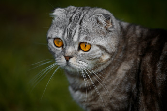 Картинка животные коты шотландская вислоухая кошка скоттиш-фолд мордочка портрет взгляд