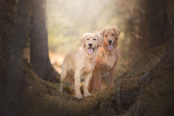 Картинка животные собаки две боке пара