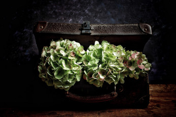 Картинка цветы гортензия чемодан