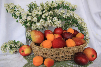 Картинка еда фрукты +ягоды корзина яблоки цветы спирея весна абрикосы сливы посуда клетчатка груши витамины натюрморт май