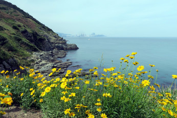 Картинка природа побережье цветы вода