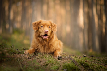 Картинка животные собаки боке собака лес