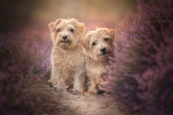 Картинка животные собаки две двойняшки пара вереск