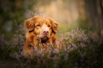 Картинка животные собаки морда взгляд боке вереск собака