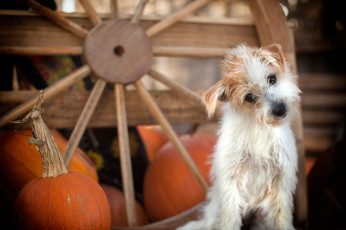 Картинка животные собаки тыквы пёсик колесо собачонка
