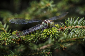 Картинка животные стрекозы стрекоза природа макро насекомые лето