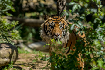 Картинка животные тигры лиссабон зоопарк португалия