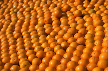 Картинка еда цитрусы урожай апельсины много оранжевый