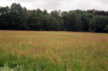 Картинка природа луга разнотравье трава лето