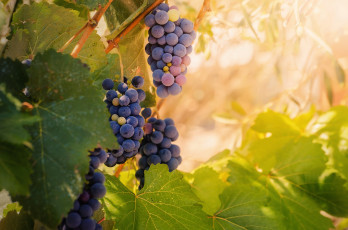 Картинка природа Ягоды +виноград гроздья виноград листья