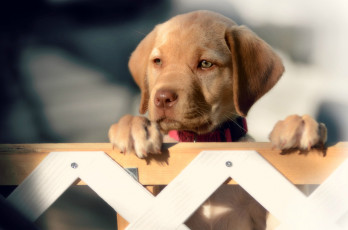 Картинка животные собаки лабрадор-ретривер щенок мордочка взгляд забор собака
