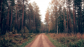 Картинка природа дороги деревья дорога грунтовая лес
