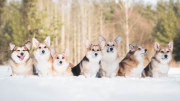 Картинка животные собаки друзья снег зима вельш-корги