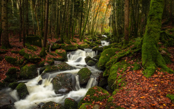 Картинка природа реки озера камни деревья листья ручей лес осень