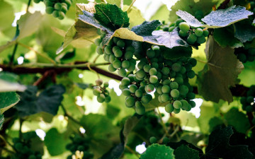 Картинка природа Ягоды +виноград зеленый виноград гроздь