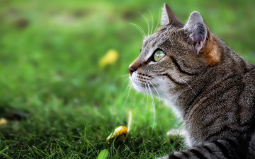 Картинка животные коты боке взгляд кот кошка