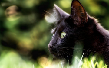 Картинка животные коты чёрная кошка боке профиль взгляд мордочка