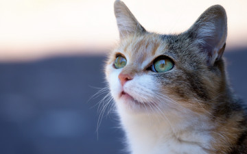 Картинка животные коты котейка кошечка мордочка взгляд портрет кошка