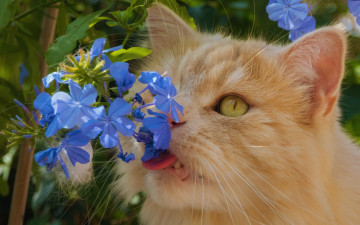 Картинка животные коты котейка рыжий кот цветы