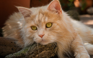 Картинка животные коты рыжий кот мордочка взгляд