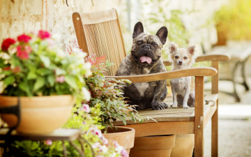 Картинка животные собаки боке скамейка цветы две