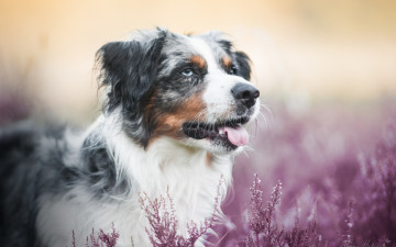 Картинка животные собаки боке собака морда язык